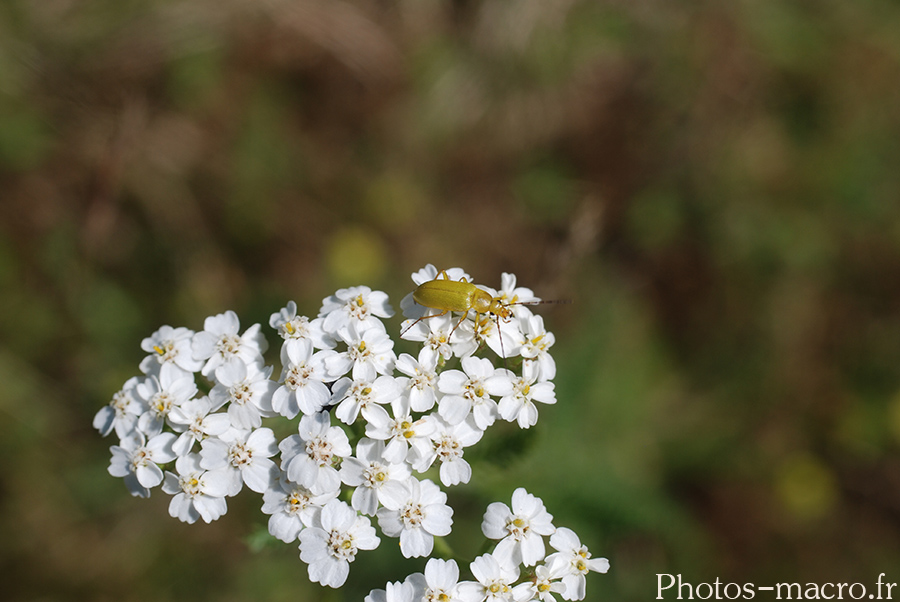 Ctenopius sulphureus